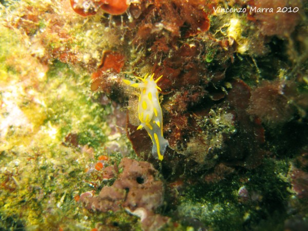 Polycera quadrilineata